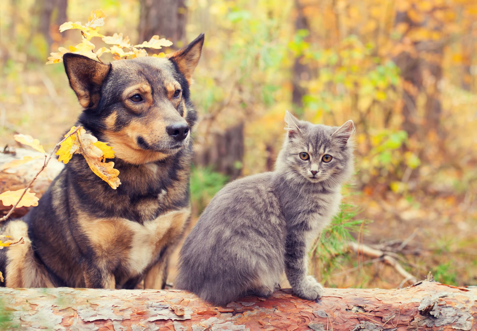 Dog and cat sitting in the forest on a log
